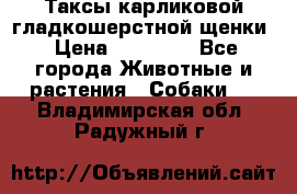 Таксы карликовой гладкошерстной щенки › Цена ­ 20 000 - Все города Животные и растения » Собаки   . Владимирская обл.,Радужный г.